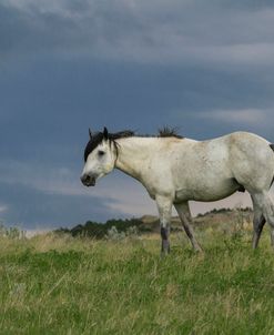 Wild Horse – Stallion (Storm)