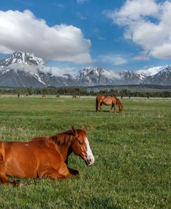 Teton Horses