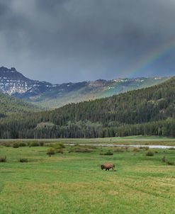 Yellowstone Bison With Rainbow