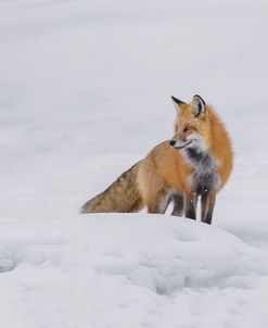 Red Fox 4