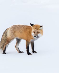 Red Fox 5