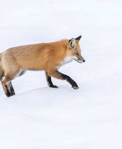 Red Fox 6