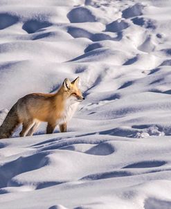 Red Fox Feb 2018