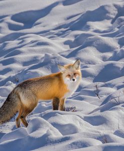 Red Fox Feb 20182