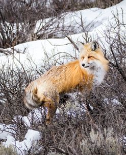 Red Fox 2