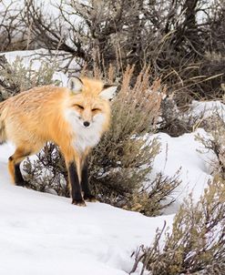 Red Fox 3