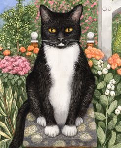 Black Cat With A White Bib In The Garden