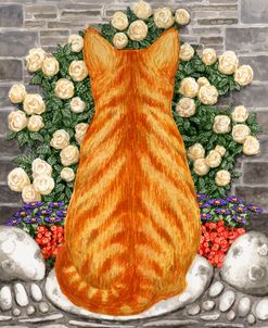 Ginger Cat On A Rock Back