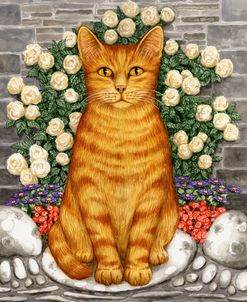Ginger Cat On A Rock Front