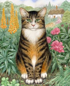 Tabby In Garden With Lupins