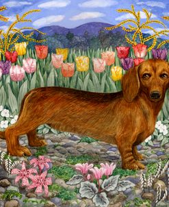 Dachshund