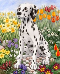 Dalmation