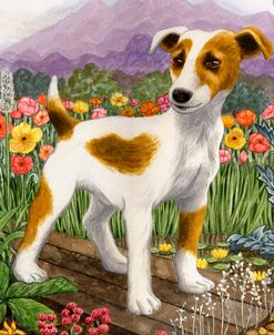 Jack Russel