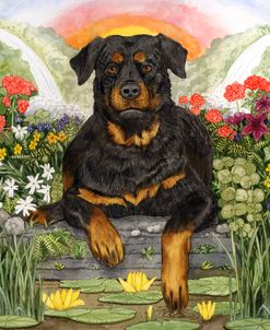Rottweiler