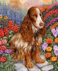 Spaniel