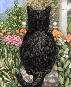 Black Cat With White Bib Back
