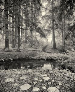 Specular Echoes