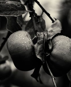 Three Persimmons in the Rain