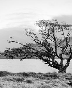 Connemara Tree I