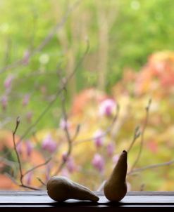 Still Lifw with Pears and the Magnolia Trees Beyond