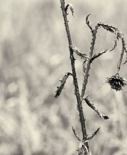 Thistle Study