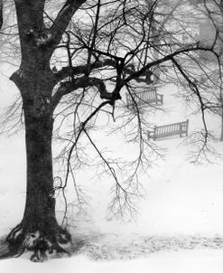 Two Park Benches