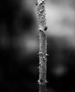 Winter Thorns