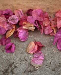 Bougainvillea Shower