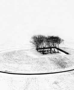 Nine Winter Trees