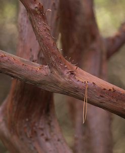 Manzanita Study I