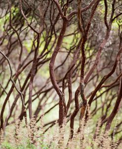 Manzanita Study II