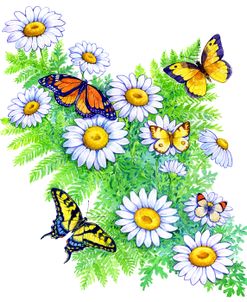 Daisies and Butterflies