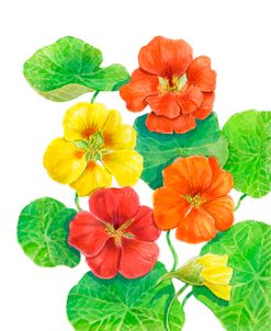 Nasturtiums