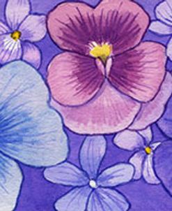 Pansies border