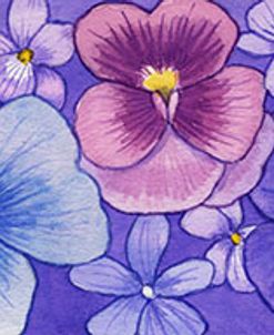 Pansies border