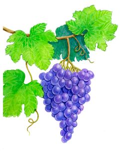 Grapes on Vine