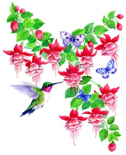Hummingbird Hibiscus