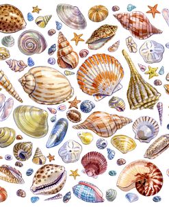 Seashells Array