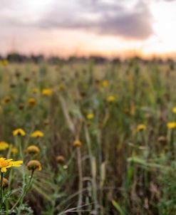 Flowers in the sunset