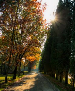 Tuscan morning