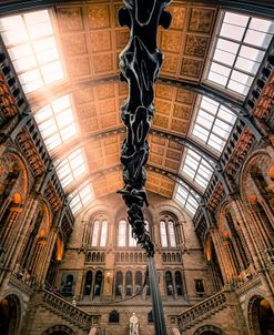 Natural History Museum II