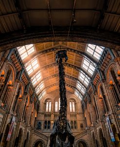 Natural History Museum III