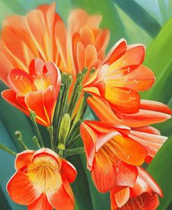 Clivia