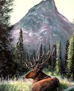Yellowstone Elk