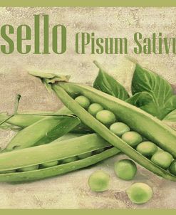 1013-Pisello Pisum Sativum