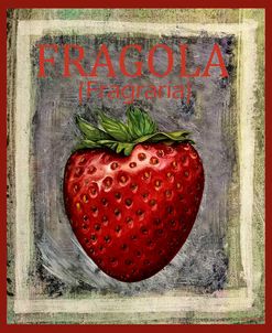 1022-Fragola Fragraria