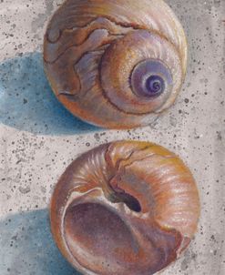 Moon Snails