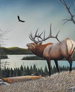 Bugling Elk