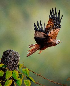 Red Kite