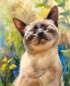 Siamese Cat Contemplative Calm